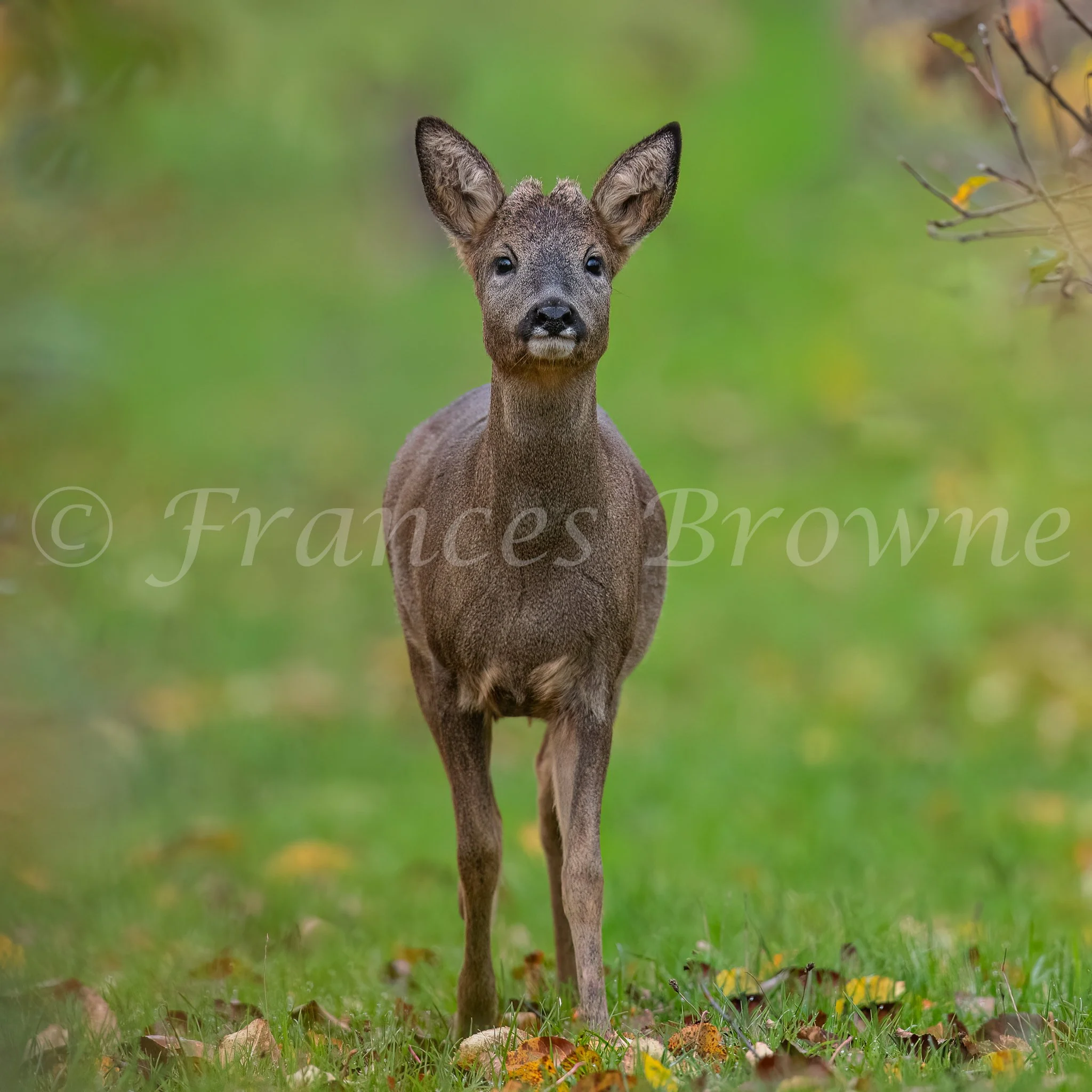 Autumn Roe deer 