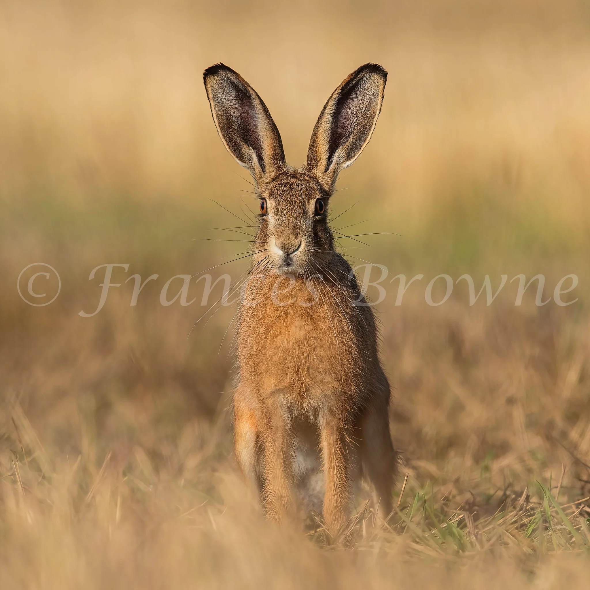 Golden Leveret - Brown Hare 