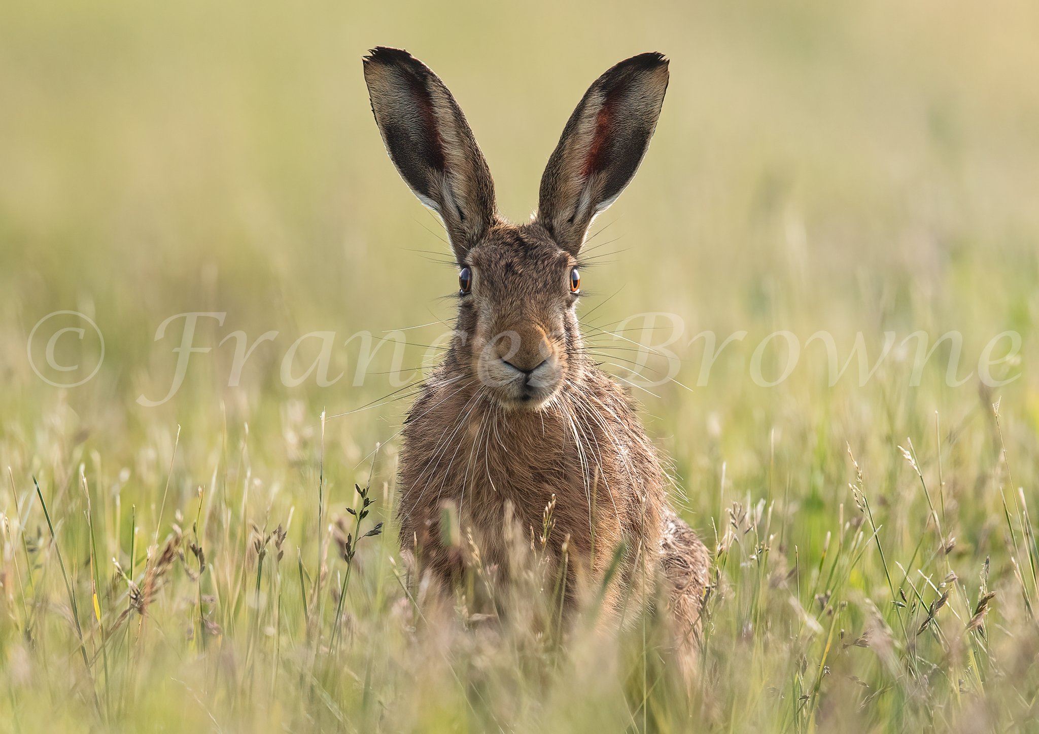 Meadowsweet - Brown Hare