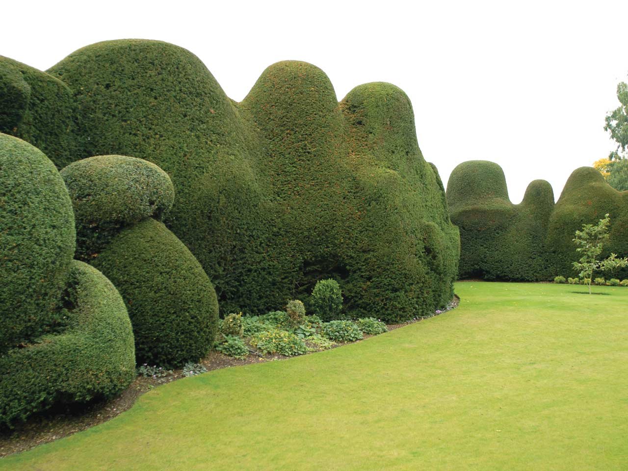 Sherrie-Leigh-Jones-Artist-Printmaker-Brighton-Cloud-Pruning-Topiary-Garden-Ideas.jpeg