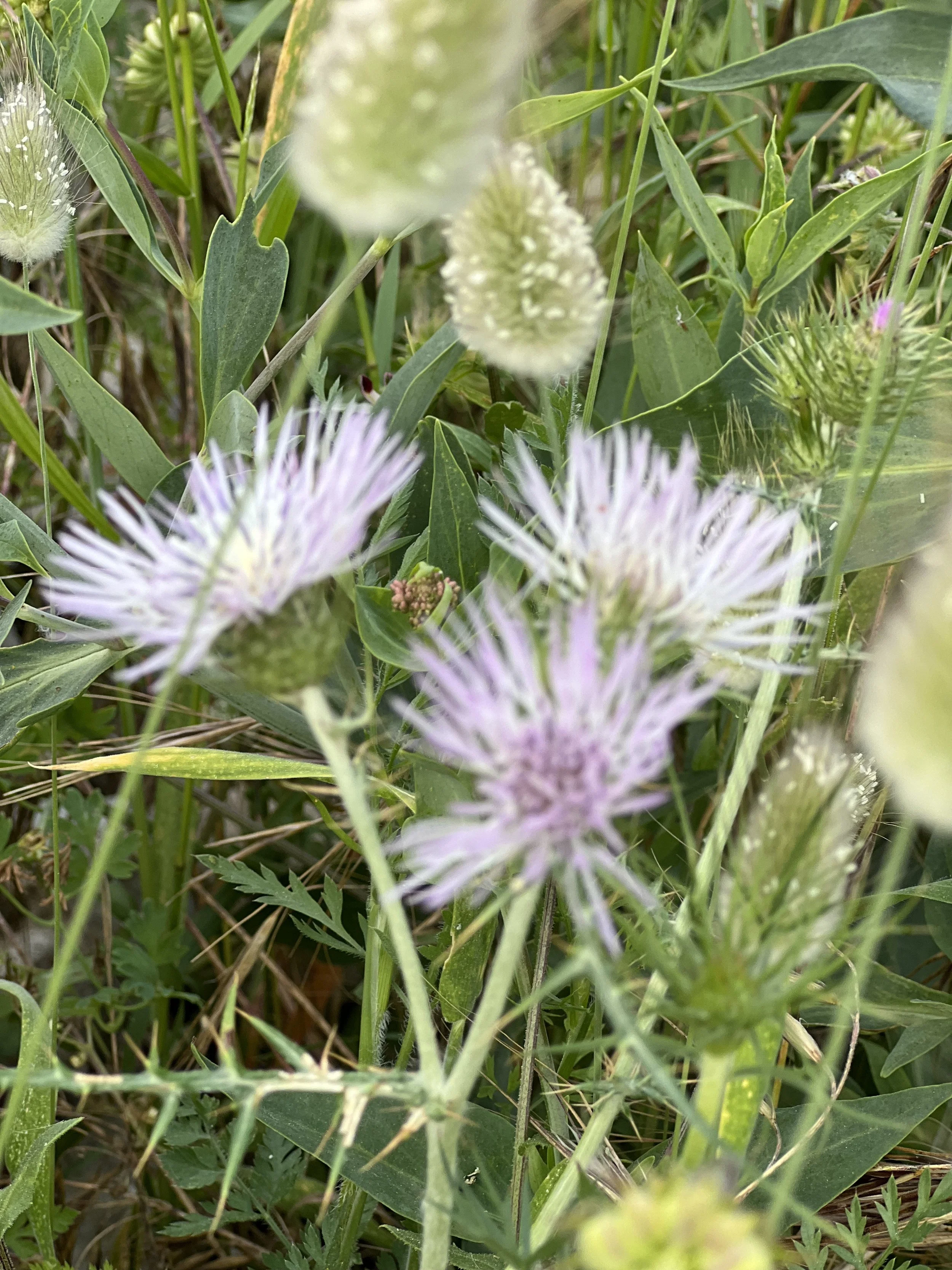 IMG_1235.jpeg