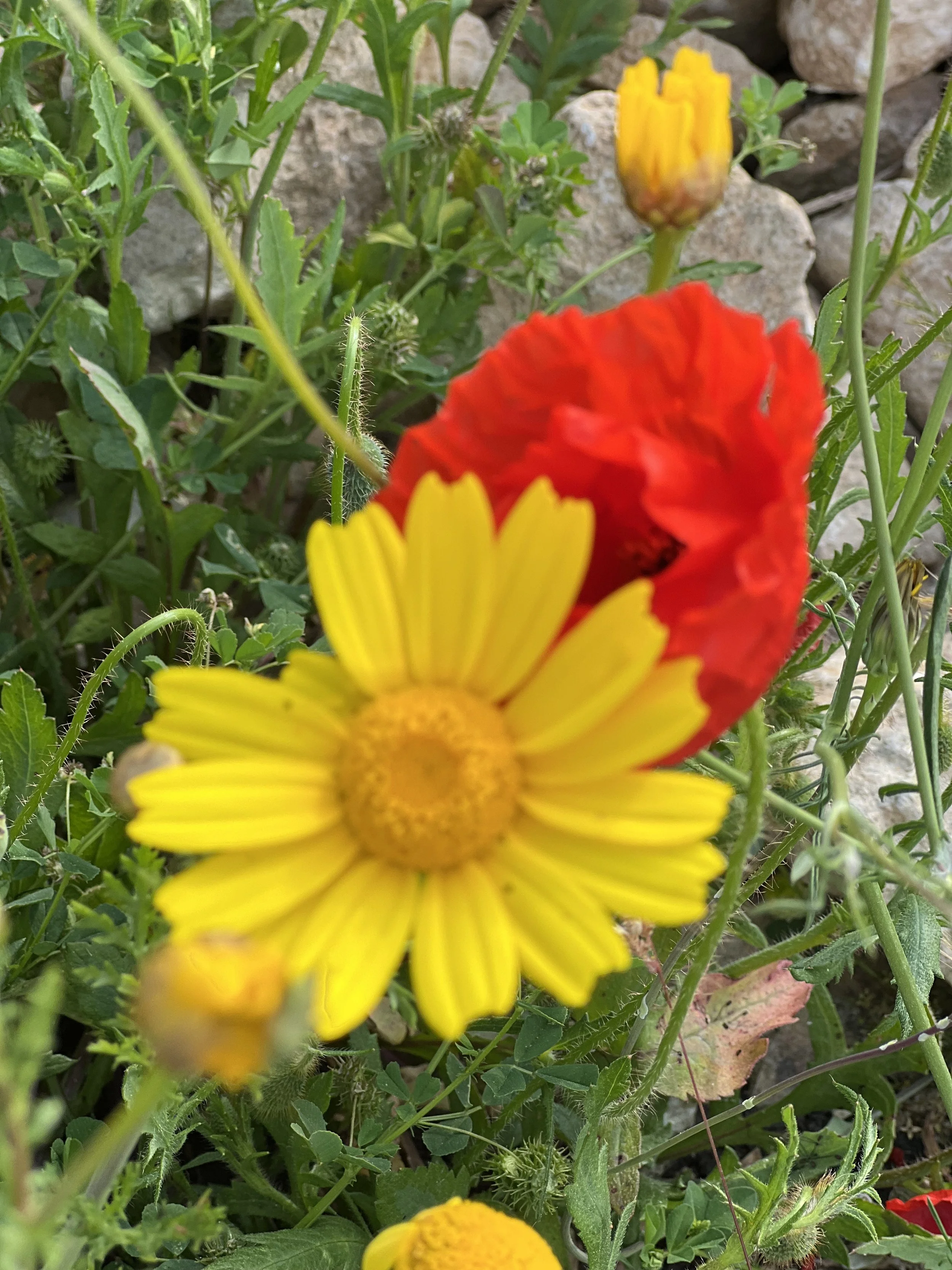 IMG_1229.jpeg