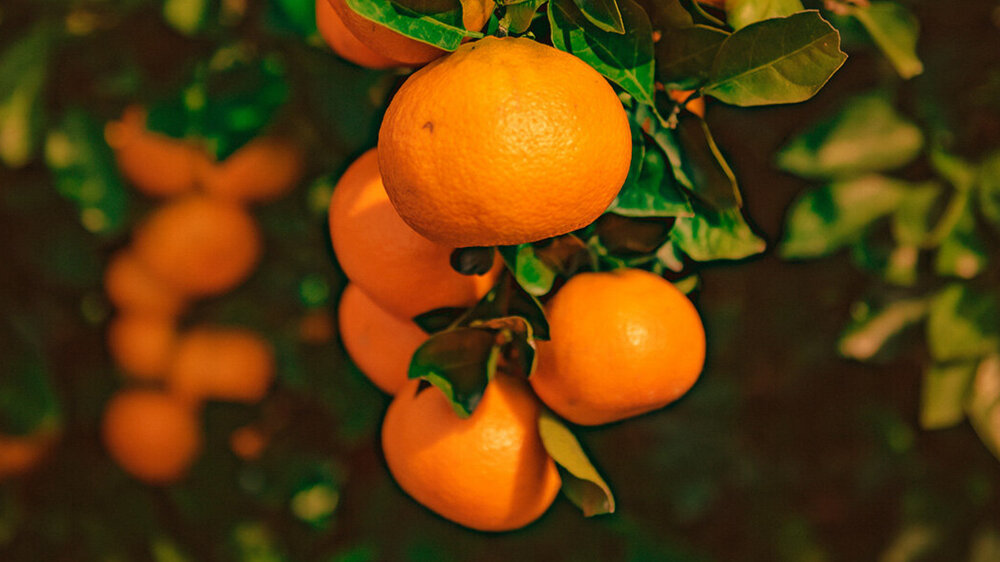 Se pueden recoger las naranjas verdes