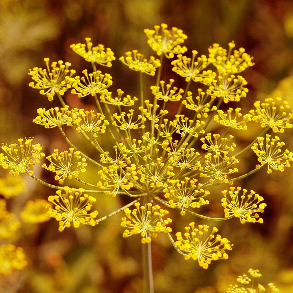 FENNEL 