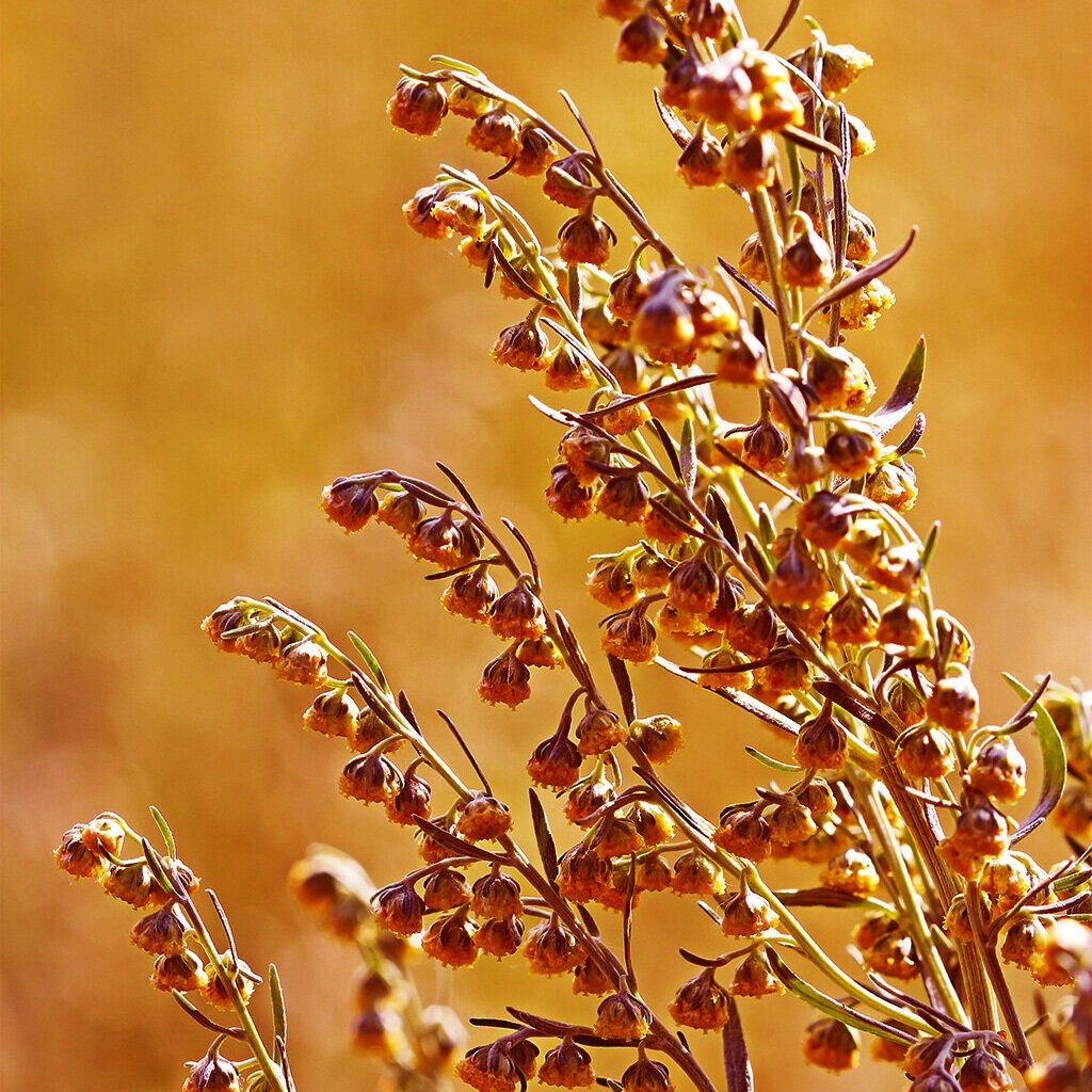 ASSENZIO | ARTEMISIA