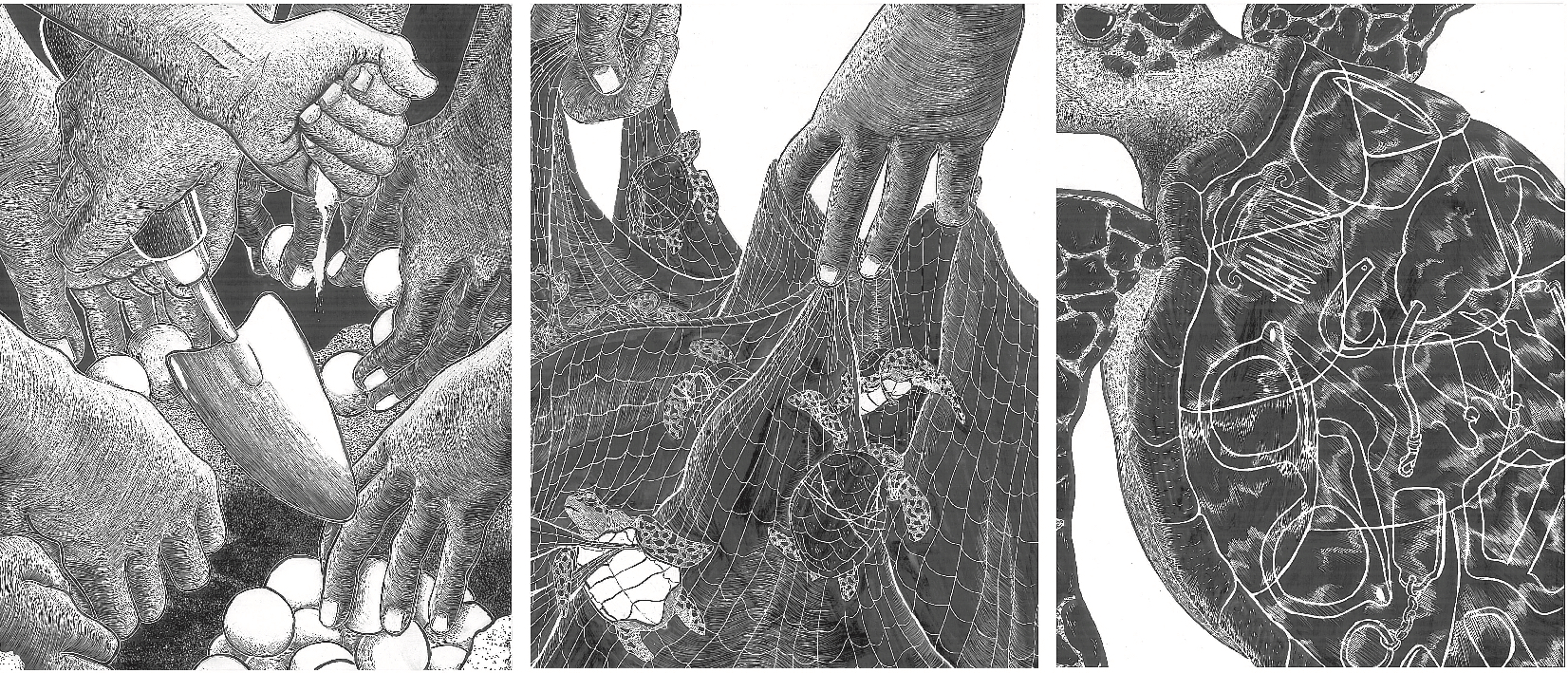 Plight of the Hawksbill Turtle: Poached, Tangled, Carved by Rae Whiteley