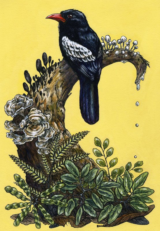 Emily Poole Guyana artwork Black Nunbird Turtle Mountain.jpg