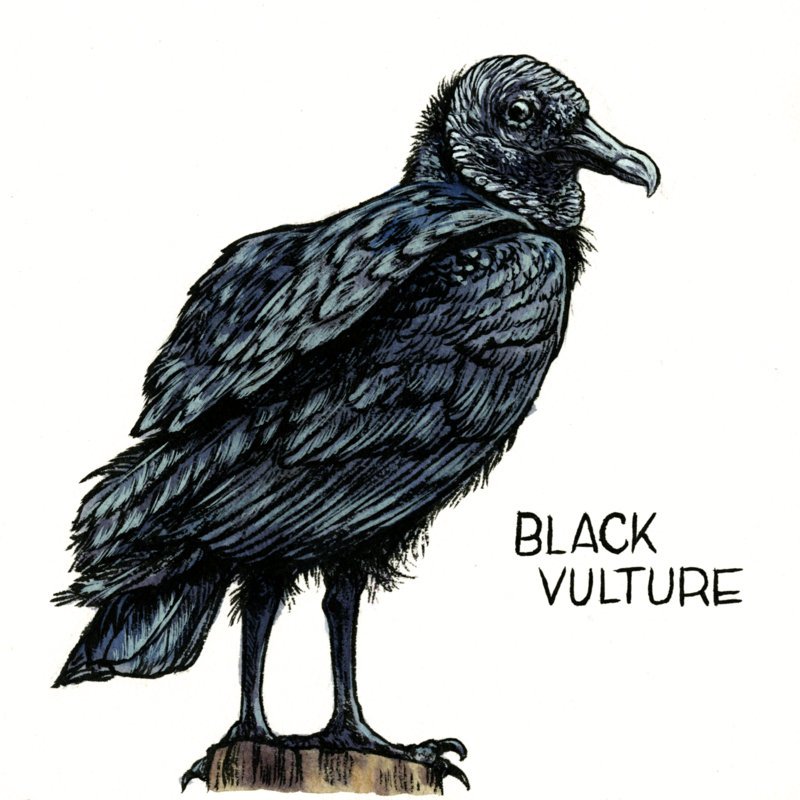 Emily Poole Guyana artwork Black Vulture.jpg