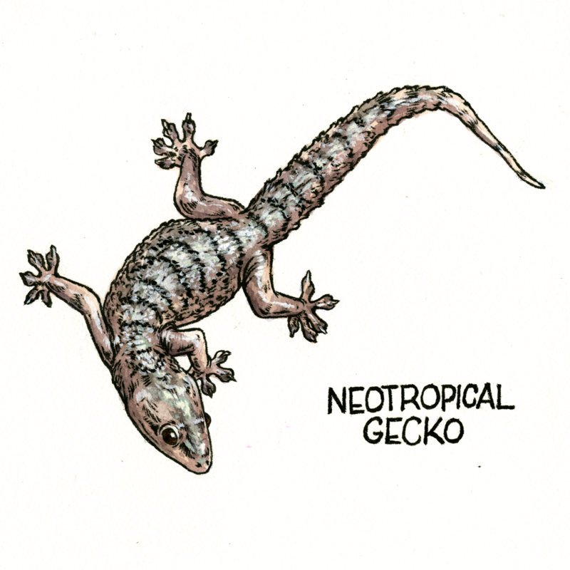 Emily Poole Guyana artwork Neotropical Gecko.jpg