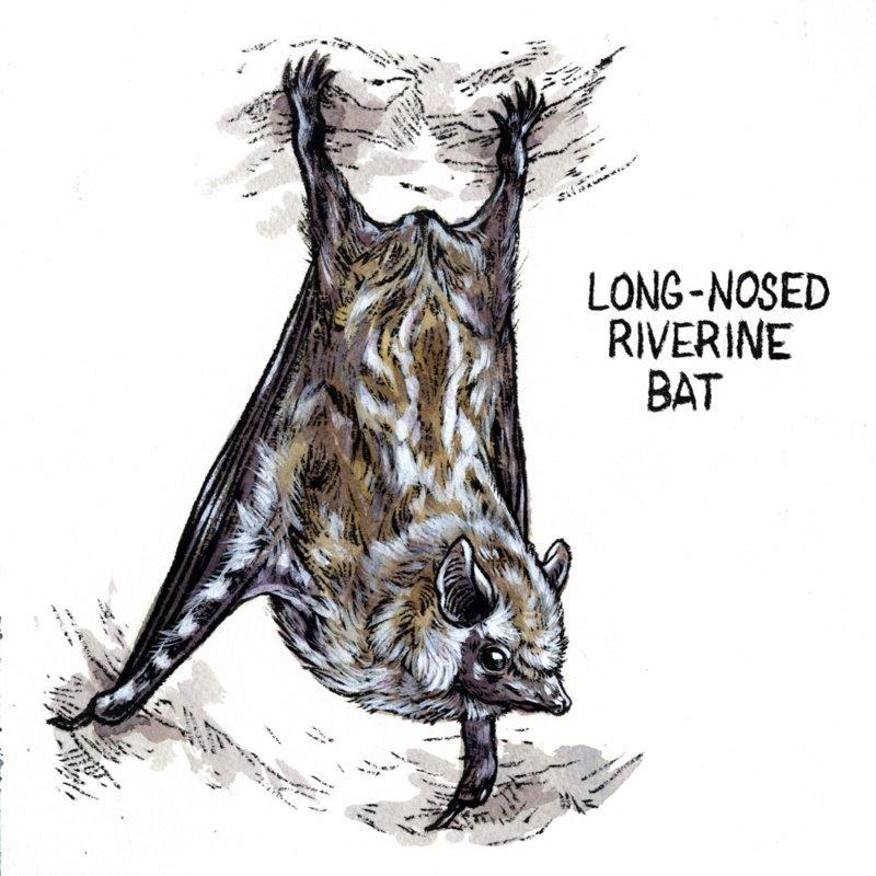Emily Poole Guyana artwork Long-Nosed Riverine Bat.jpg