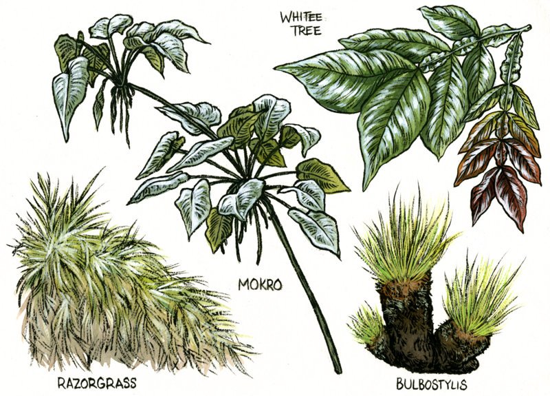 Emily Poole Guyana artwork Surama Plants.jpg