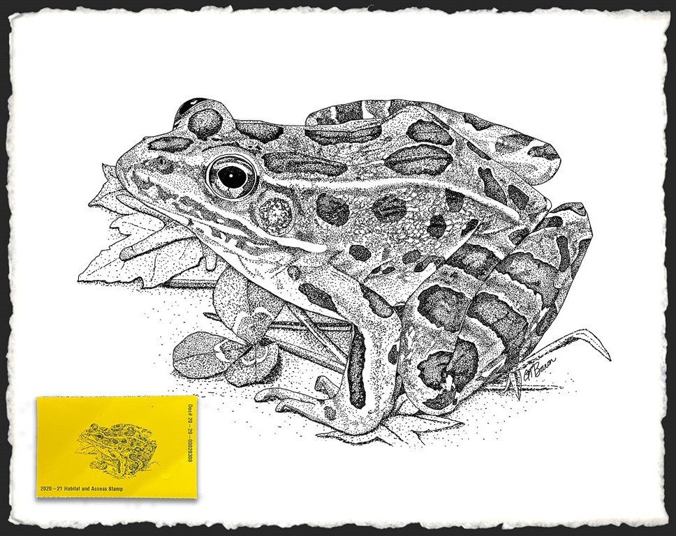 Leopard Frog Pen &amp; Ink with New York State Habitat &amp; Access Stamp