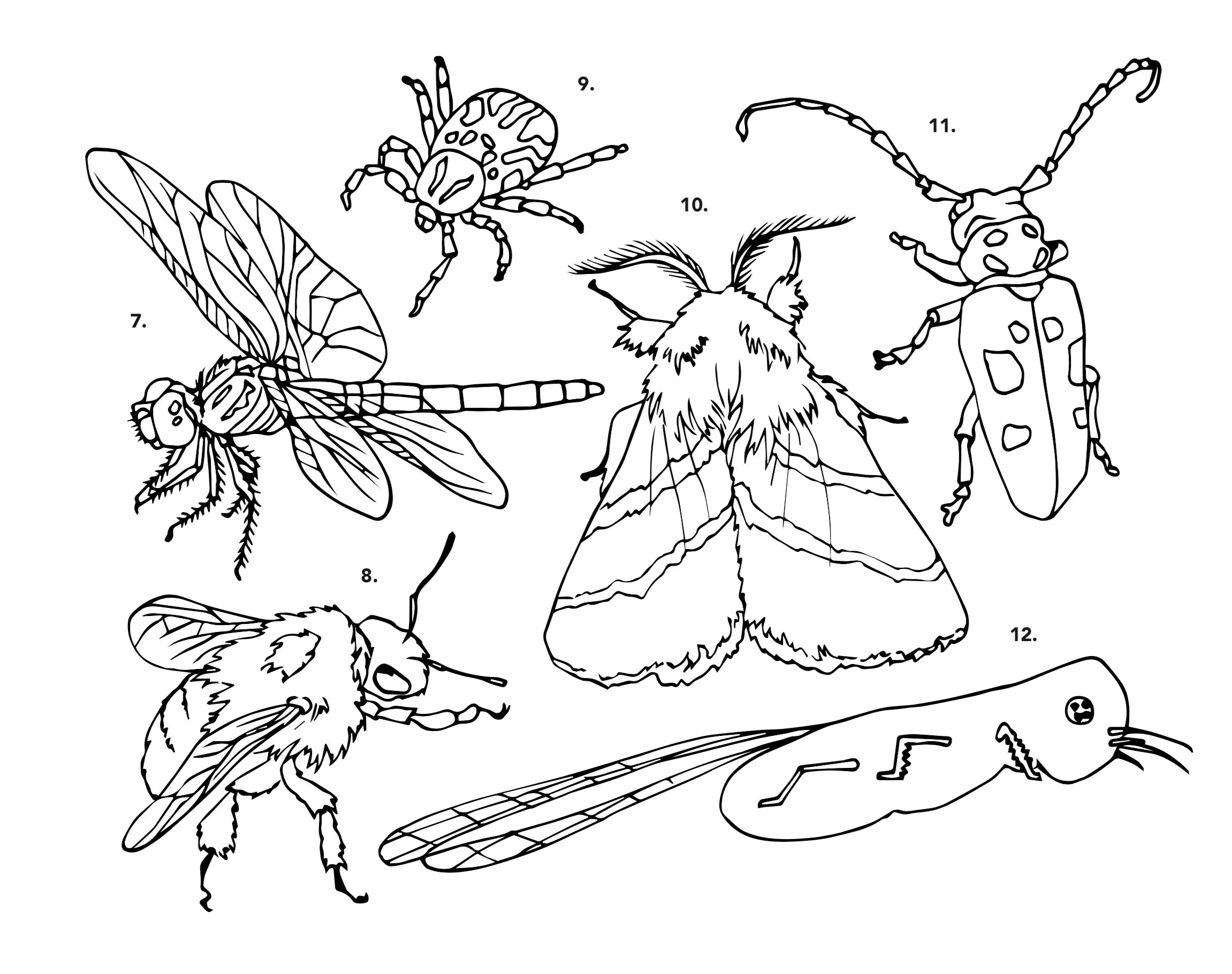 EO coloring book page example2.jpg