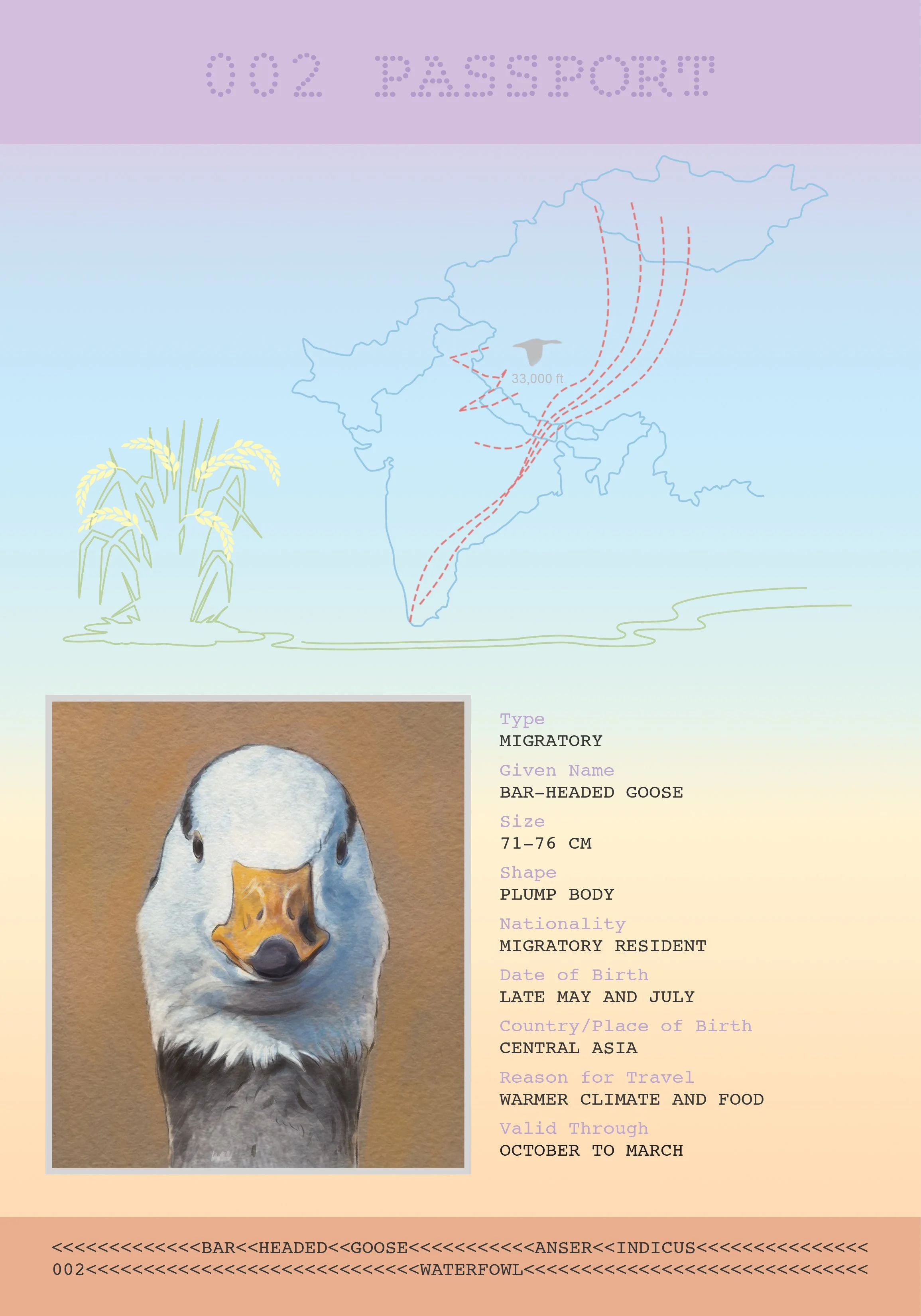 Bandana Paul: Bar-headed Goose Passport
