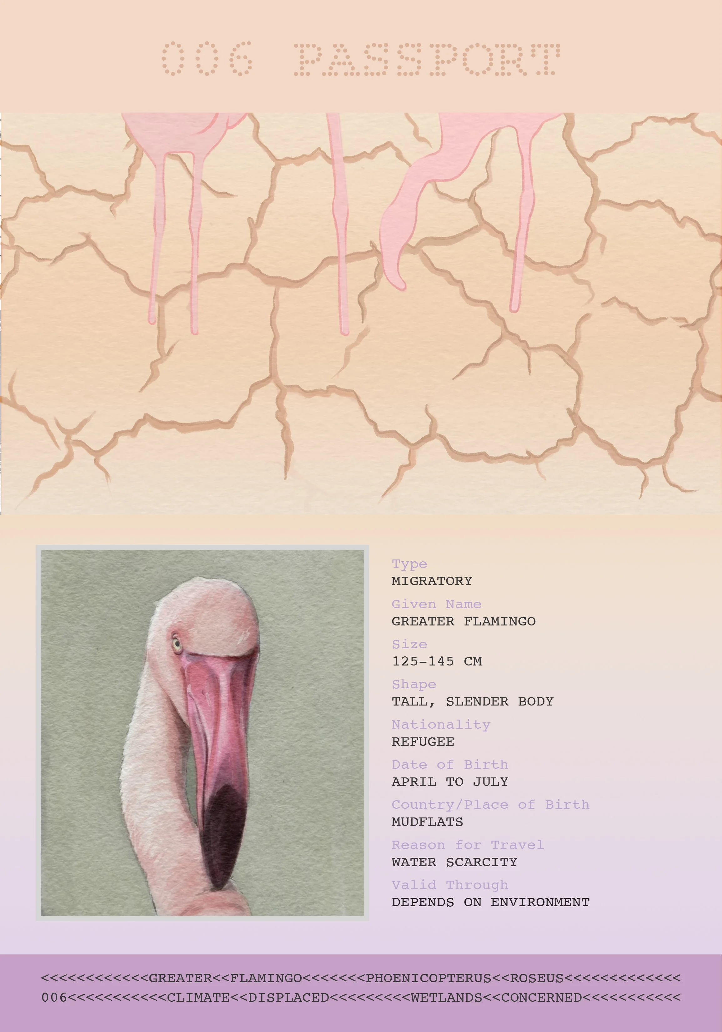 Bandana Paul: Flamingo Passport