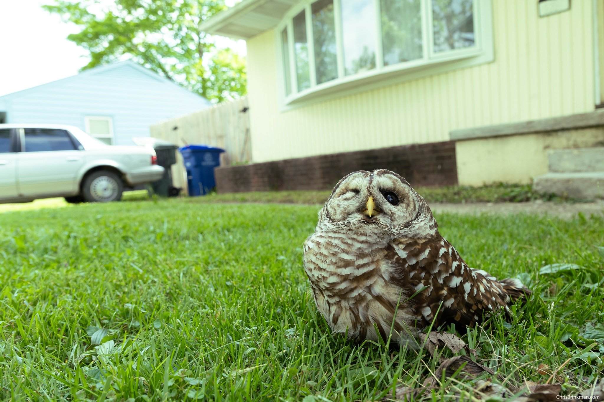 Christopher Brinkman: Barred Owl with head trauma