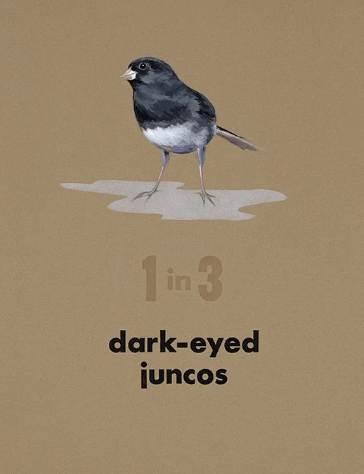Valerie Carrigan: Gone: Dark-Eyed Junco