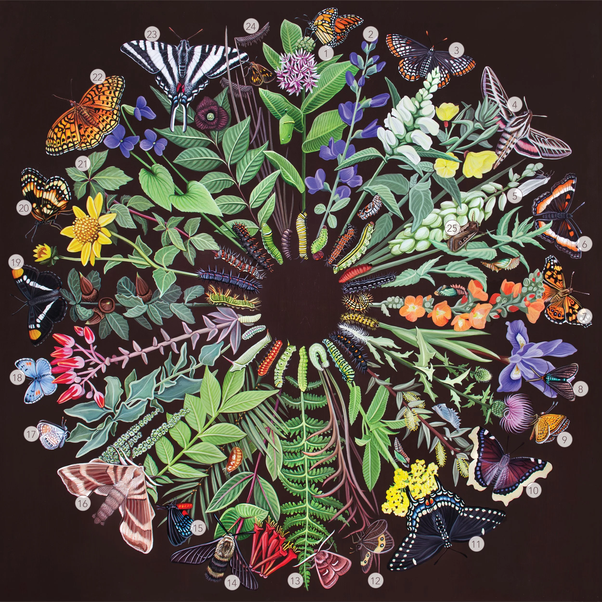 Catie Michel: The Carrier Bag Theory of Conservation Species