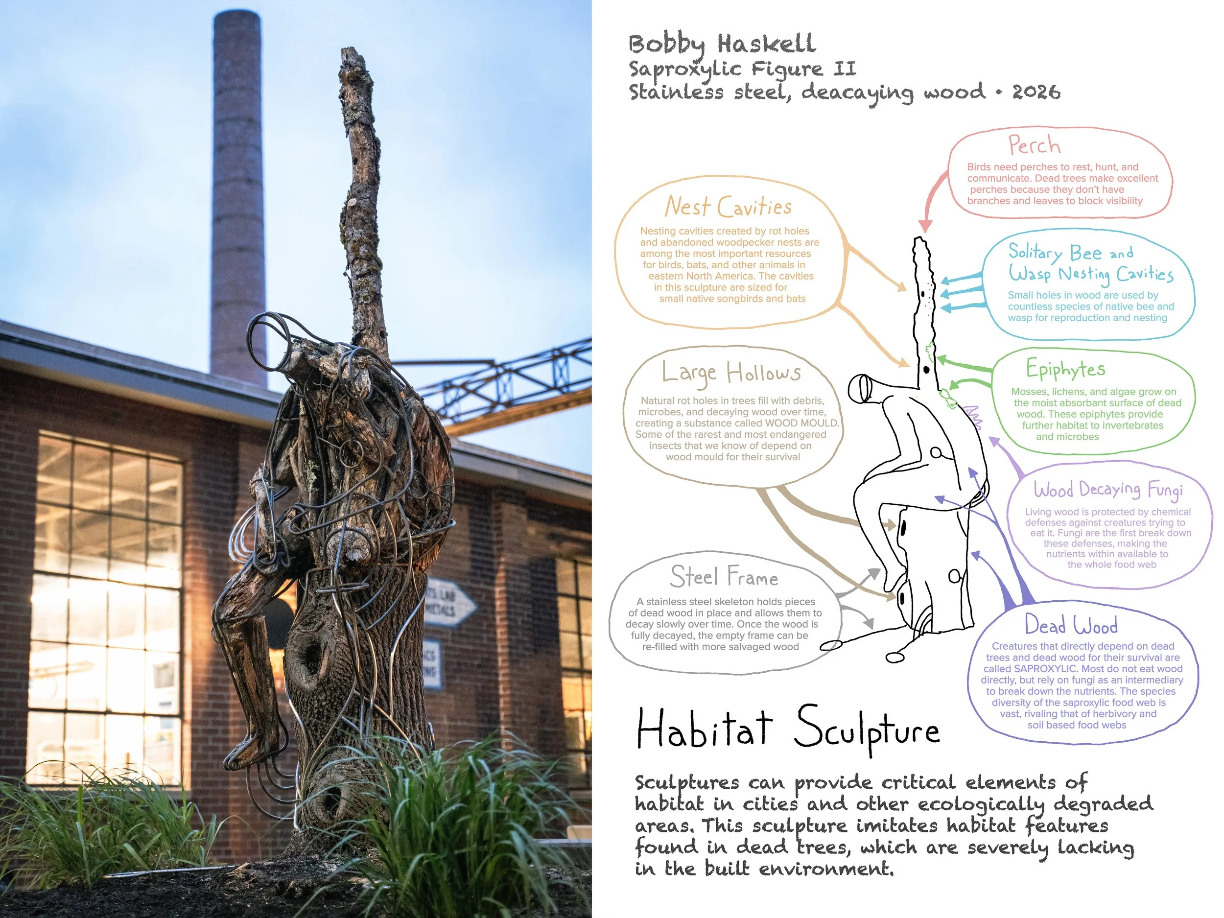 Bobby Haskell: Saproxylic Figure II, 2026