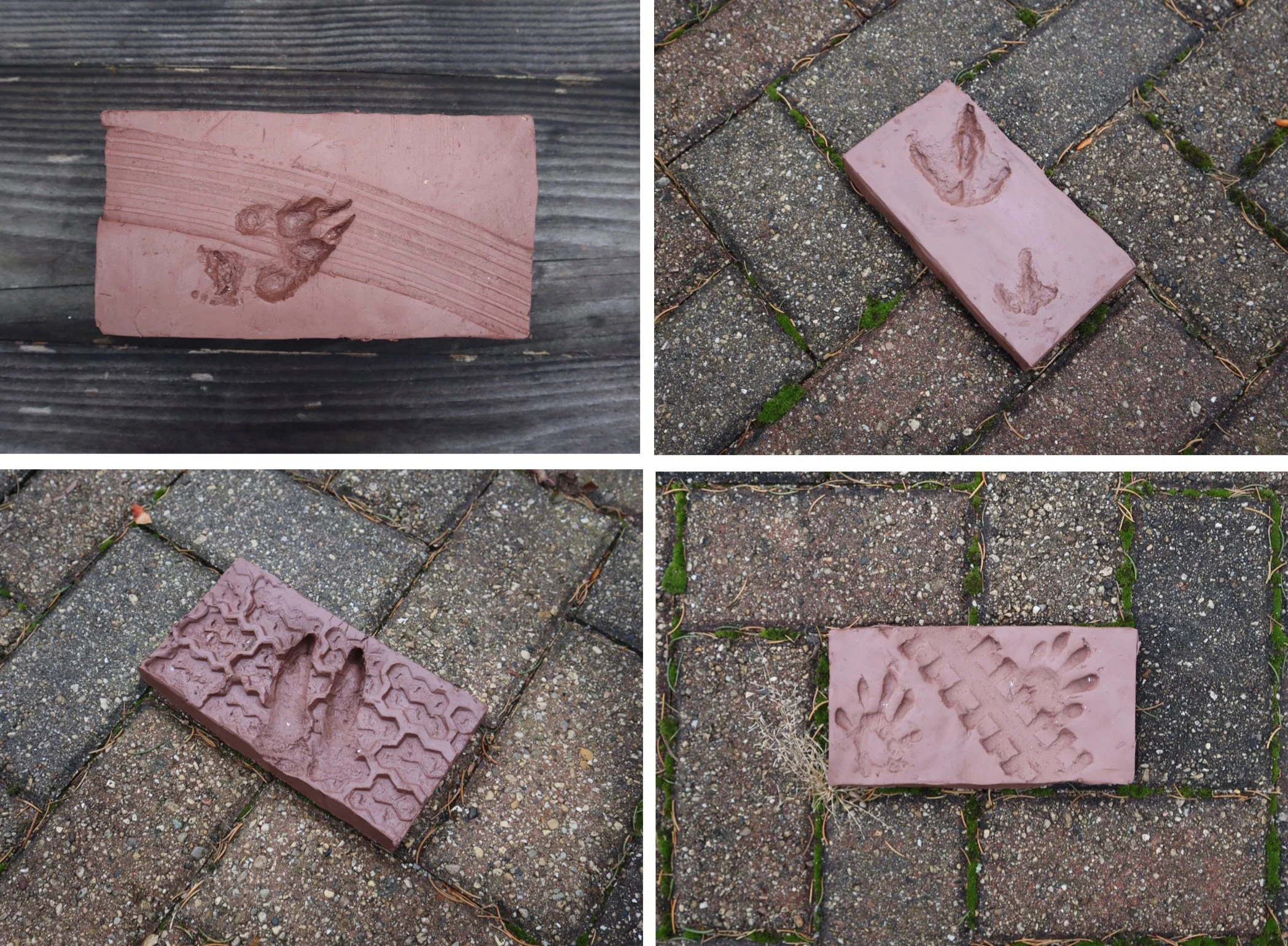 Footprints, "Re-Examining Conservation"