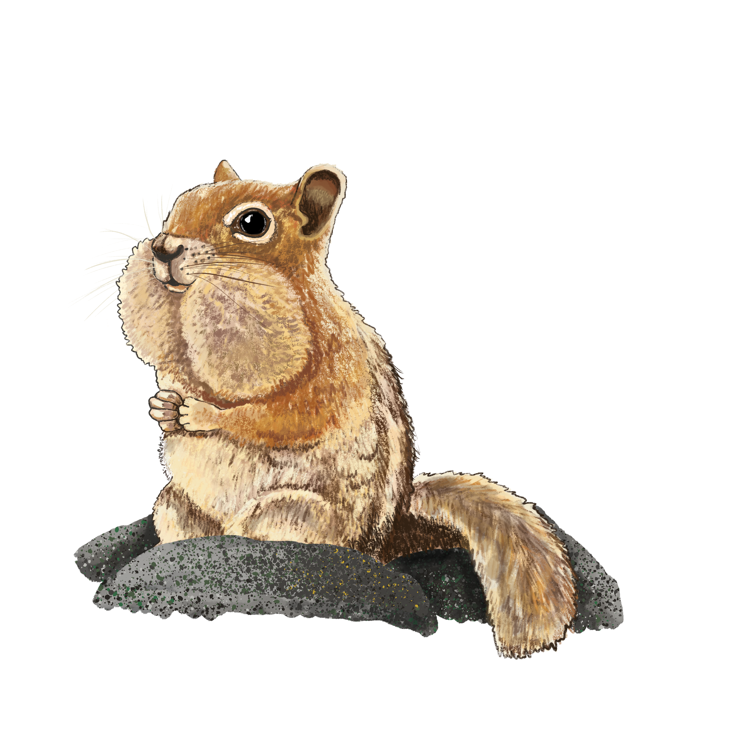 Golden Mantled Ground Squirrel, Guardians of Lamar Valley by Ezra Edwards