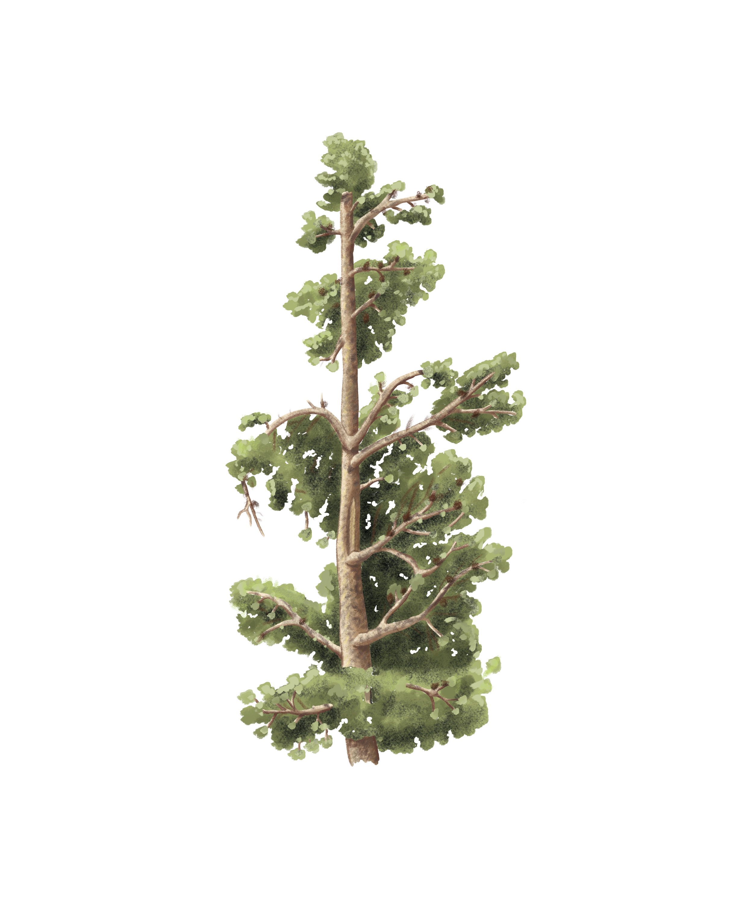 Limber Pine, from Guardians of the Lamar Valley by Ezra Edwards
