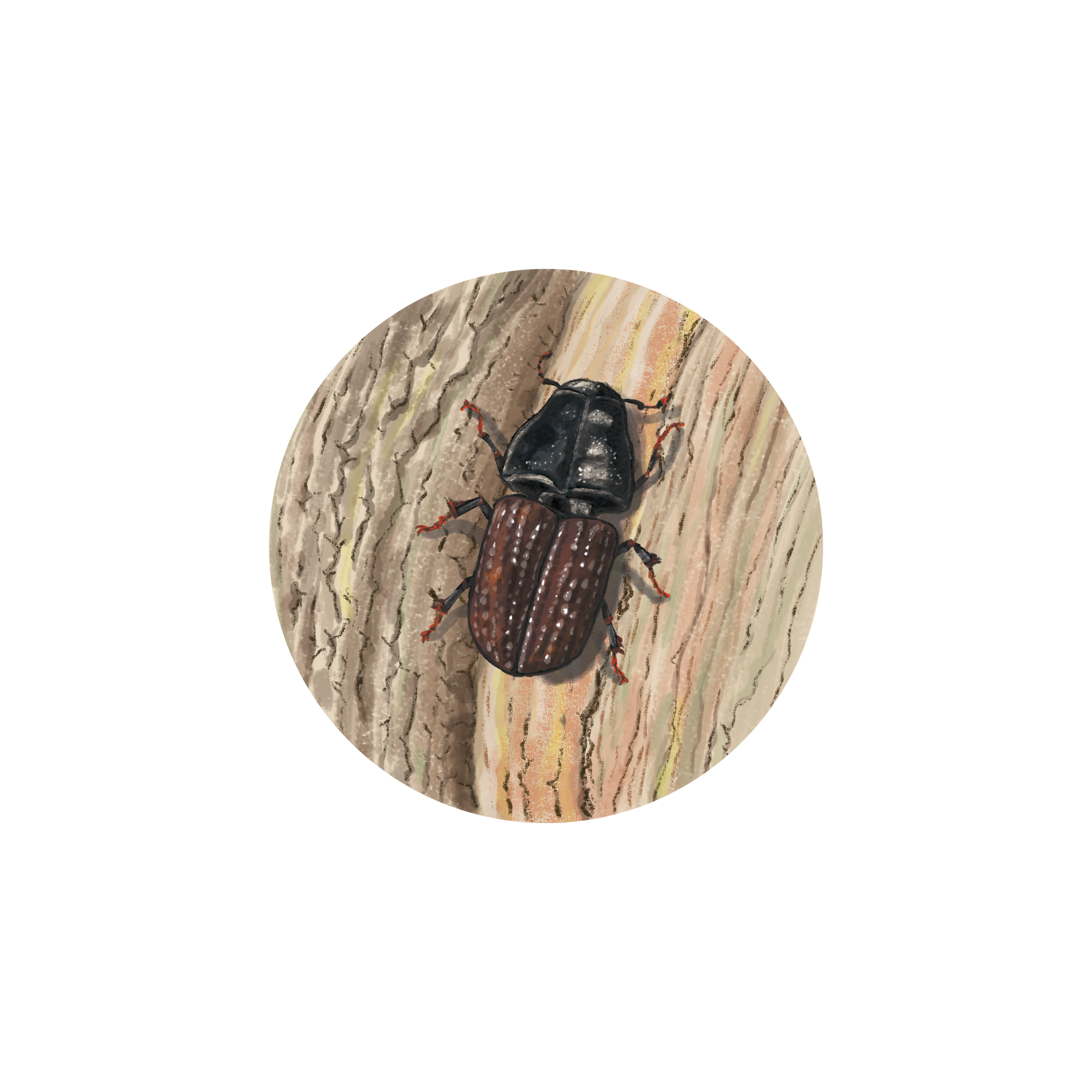Pine Beetle, Guardians of the Lamar Valley by Ezra Edwards