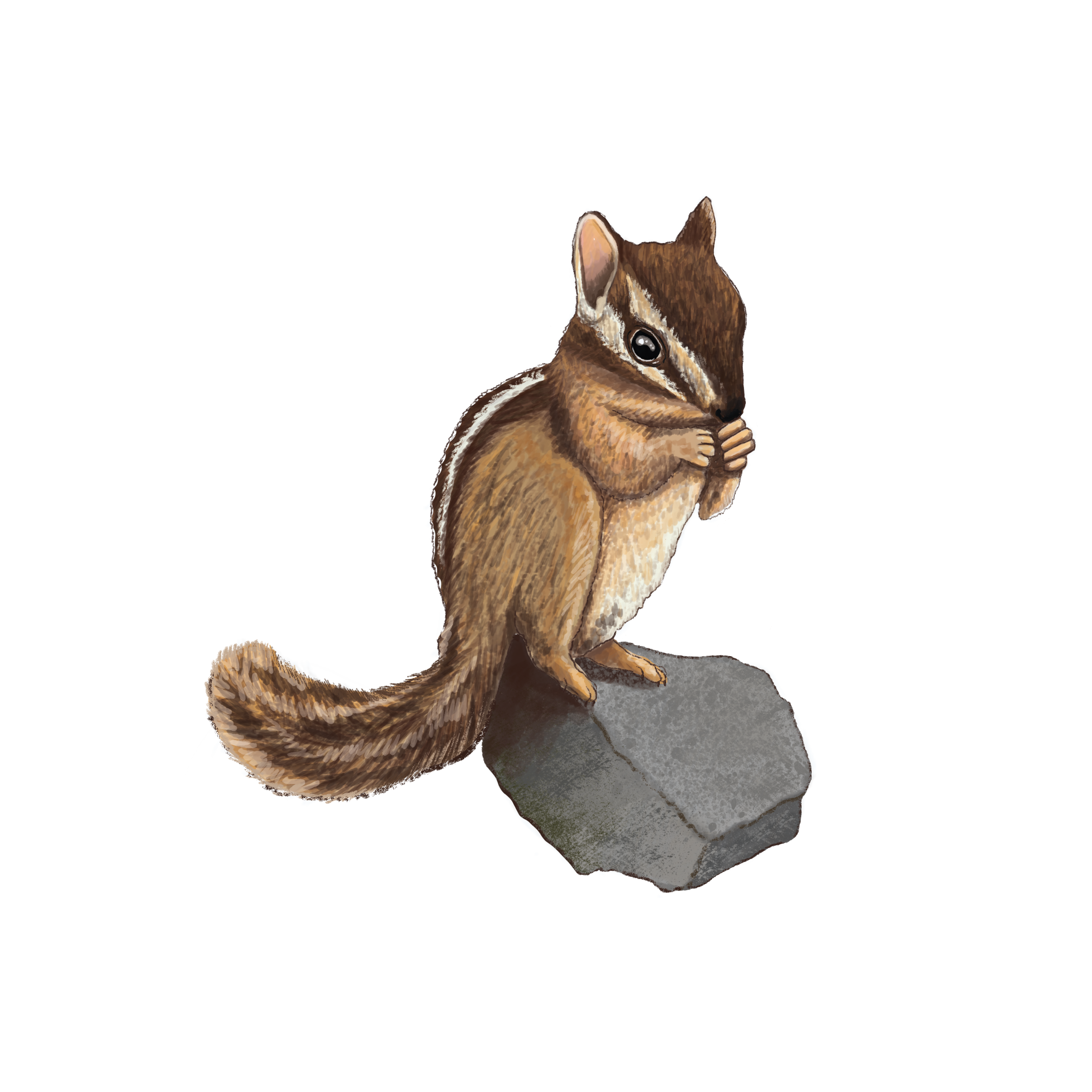 Least Chipmunk, Guardians of Lamar Valley by Ezra Edwards