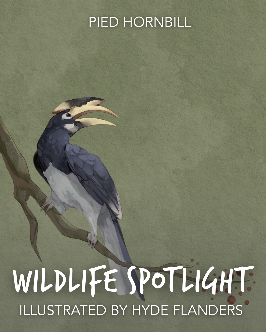 1HydeFlanders_PiedHorbill_WildlifeSpotlight.png