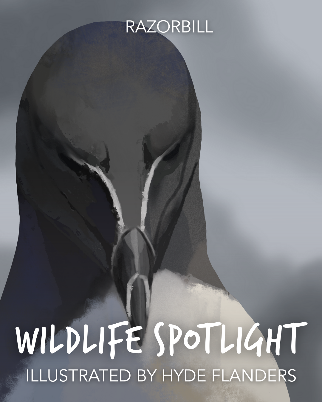 HydeFlanders_WildlifeSpotlight_Razorbill_09092025_Slide1.png