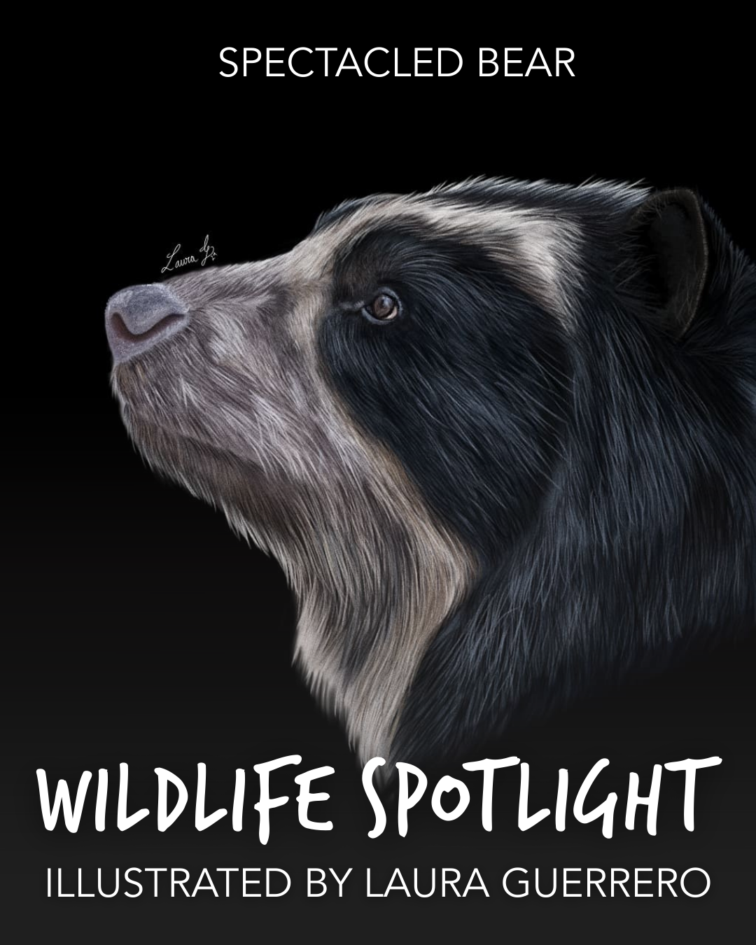 LauraGuerrero_WildlifeSpotlight_SpectacledBear_09162025_Slide1.png