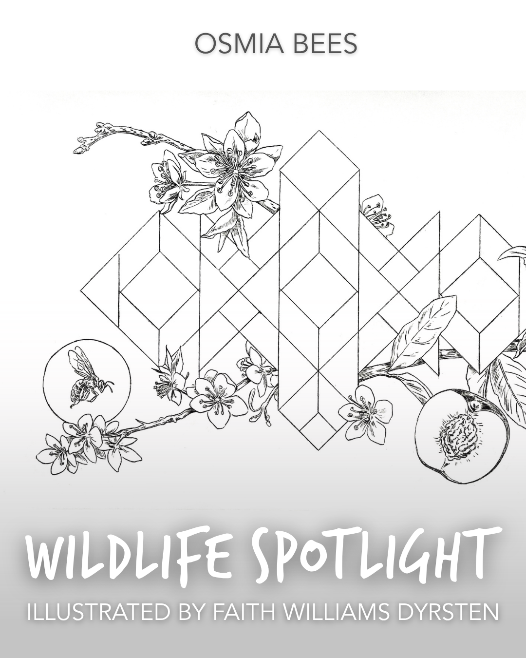 FaithWilliamsDyrsten_WildlifeSpotlight_OsmiaBees_10212025_Slide1.png