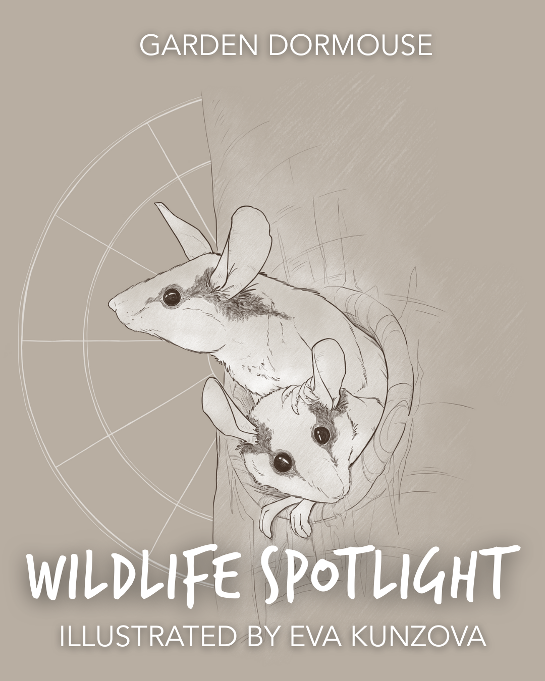 EvaKunzova_WildlifeIllustrated_Gardendormouse.png
