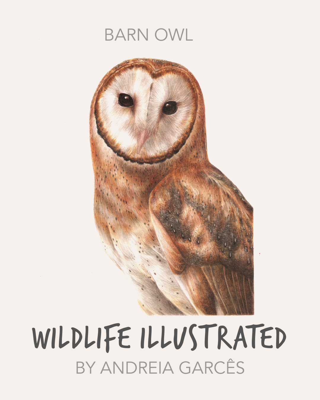 2.Andreia Garcês_BarnOwl_WildlifeIllustrated.png