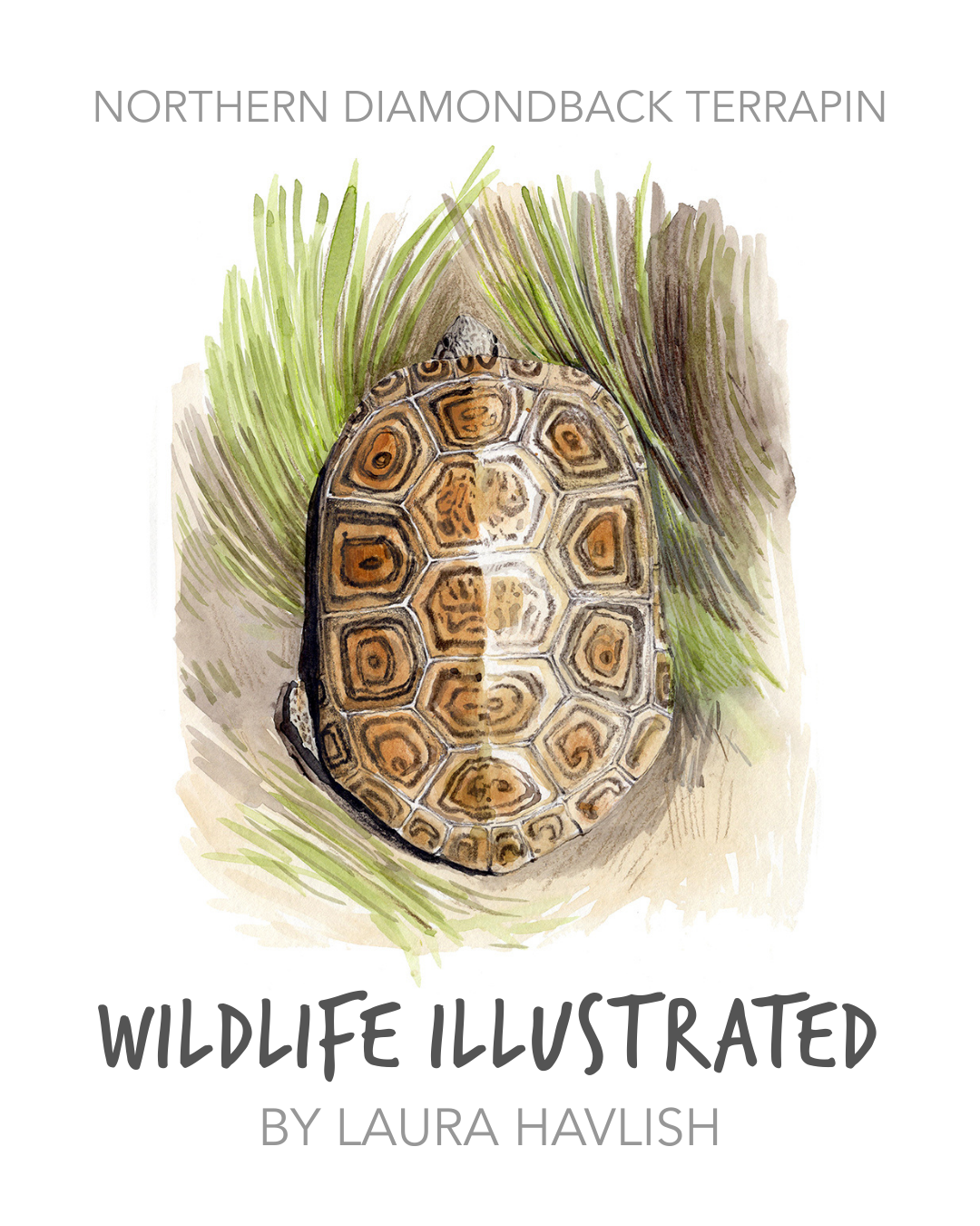1.LauraHavlish_Northern Diamondback Terrapins.png