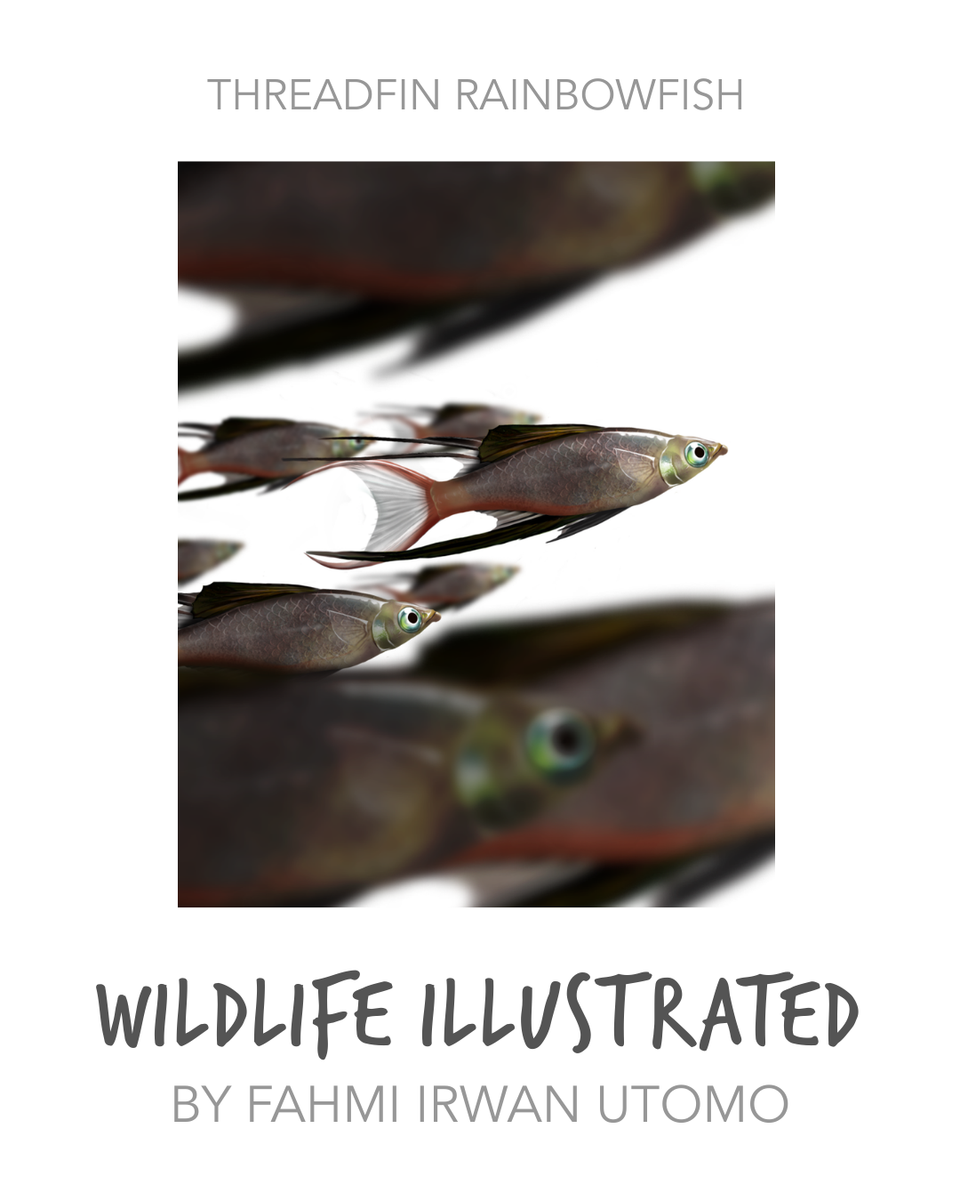 1. Fahmi Irwan Utomo_ThreadfinRainbowfish.png