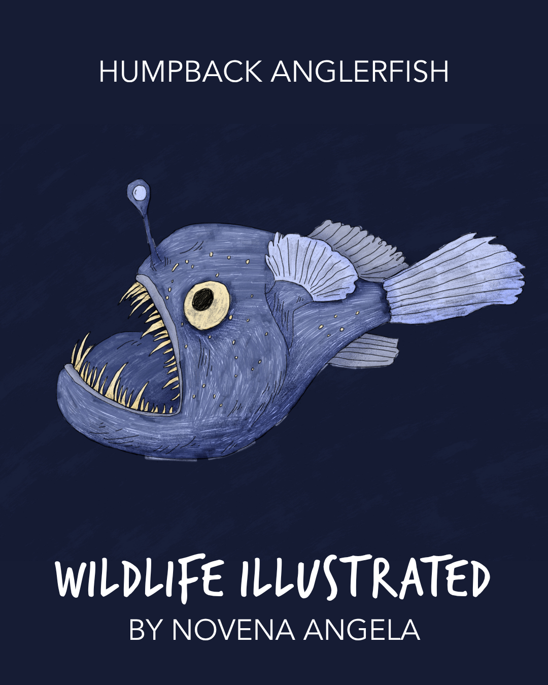 1.NovenaAngela_HumpbackAnglerfish (1).png