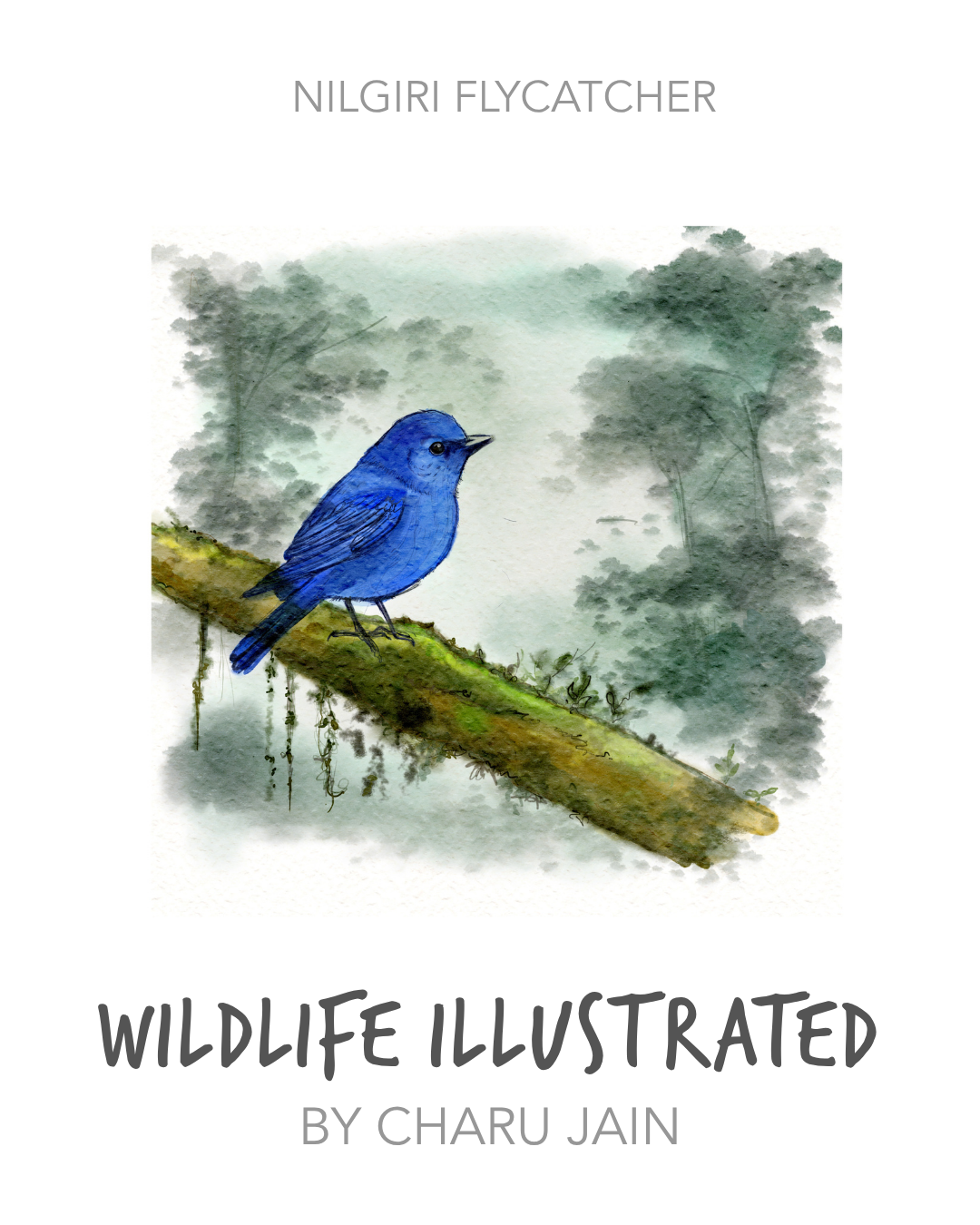 1.CharuJain_NilgiriFlycatcher.png