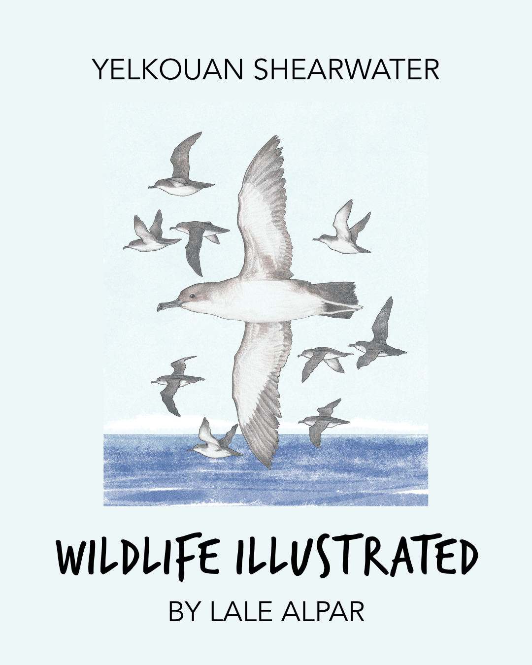 1. Lale Alpar_Yelkouan shearwater.png