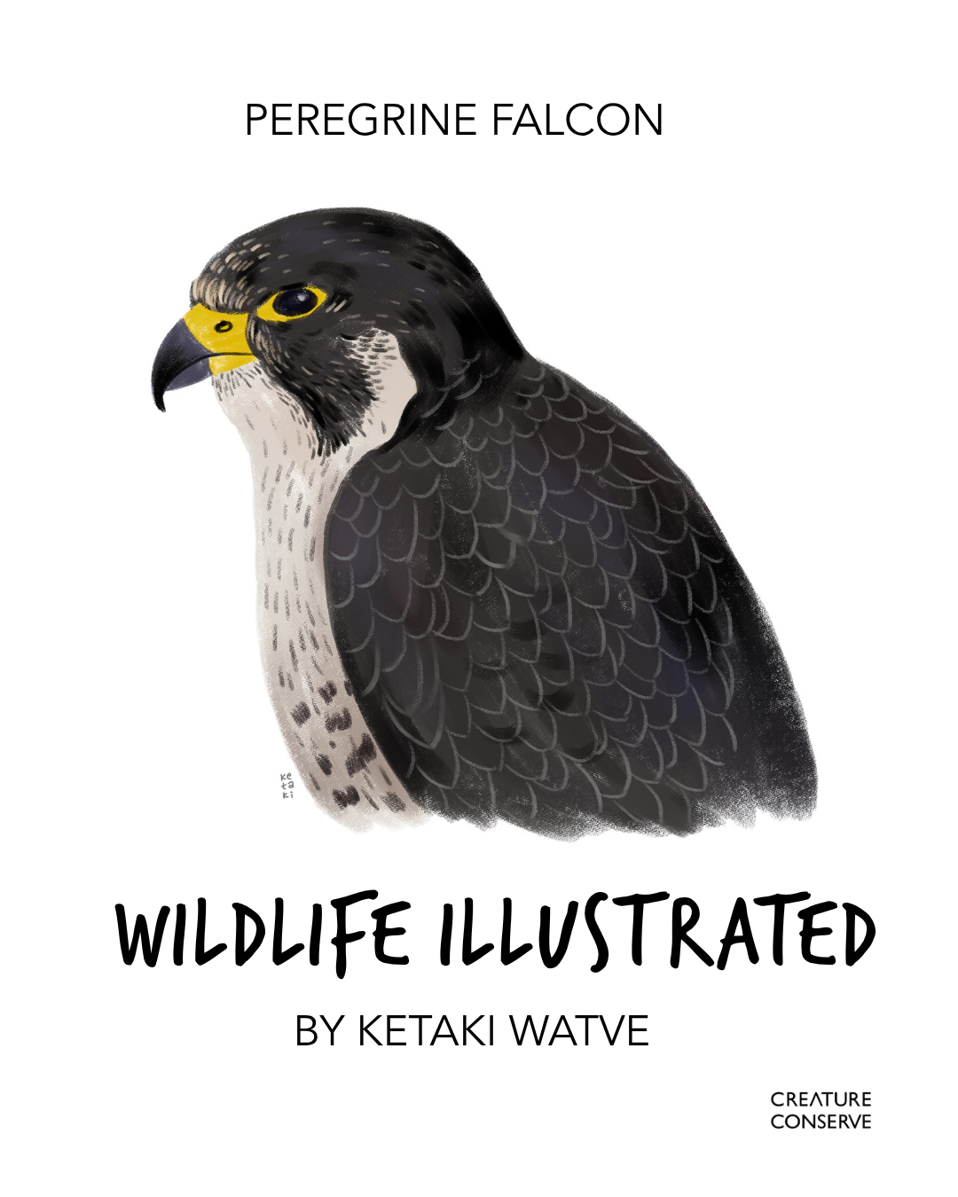 1.Ketaki Watve_Peregrine Falcon.png