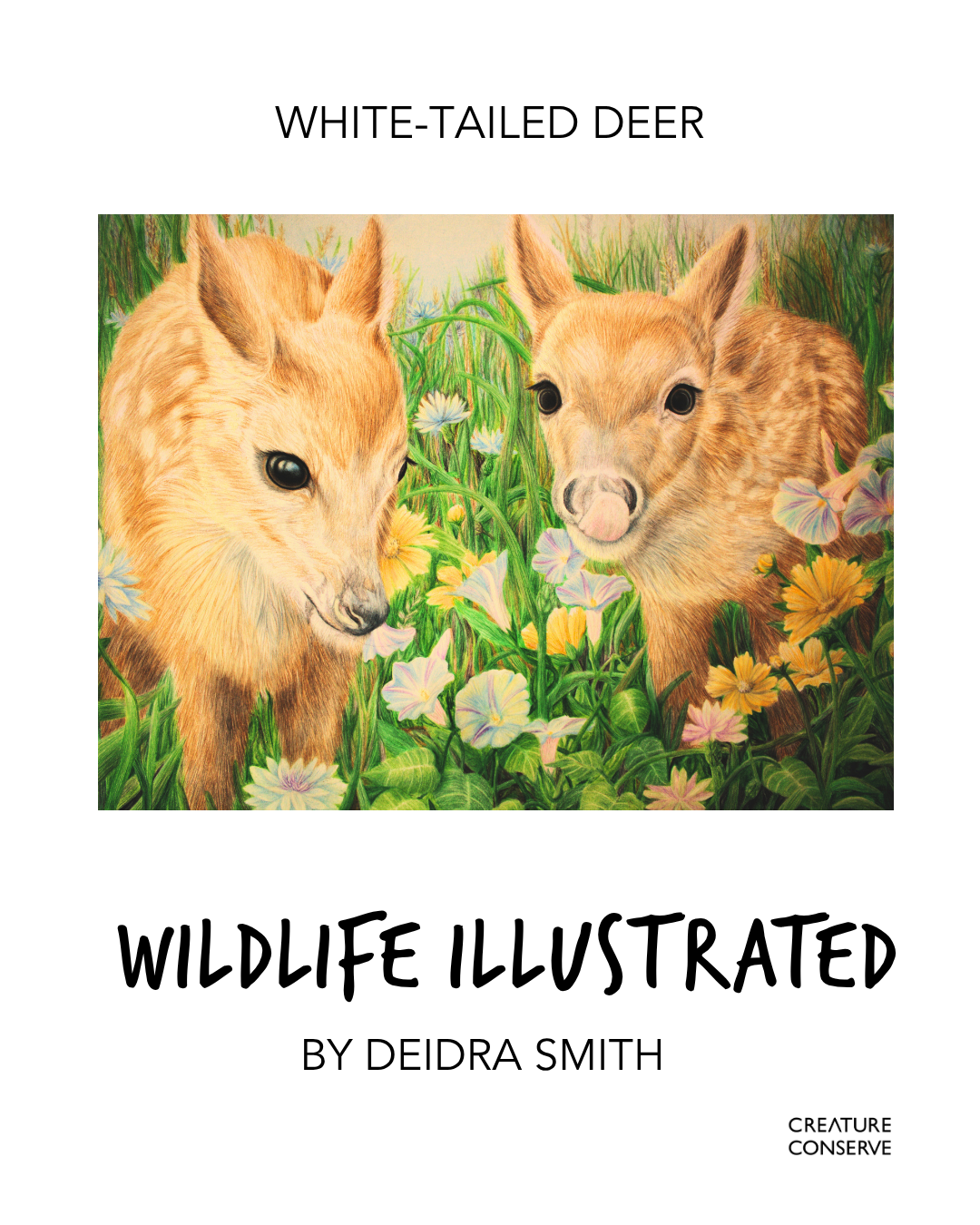 1.Deidra Smith_WhiteTailedDeer.png