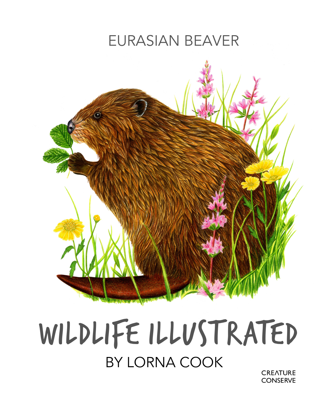 1.LornaCook_EurasianBeaver.png