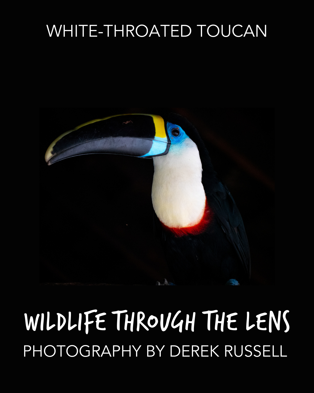 1.DerekRussell_WildlifeSpotlight_Toucan.png