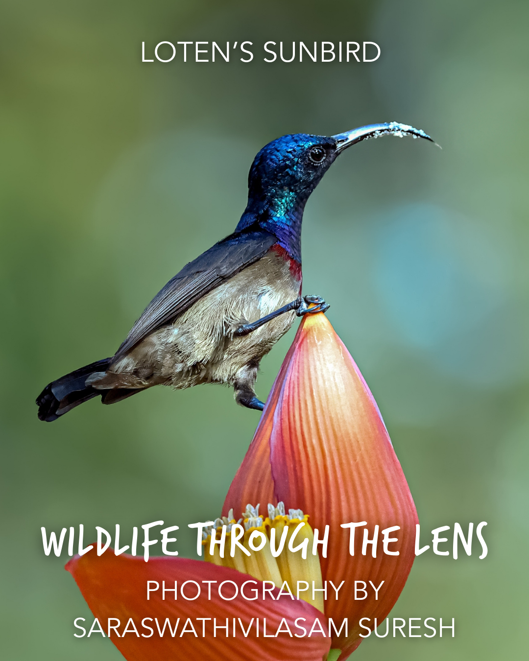 1.SSuresh_LotenSunbird.png