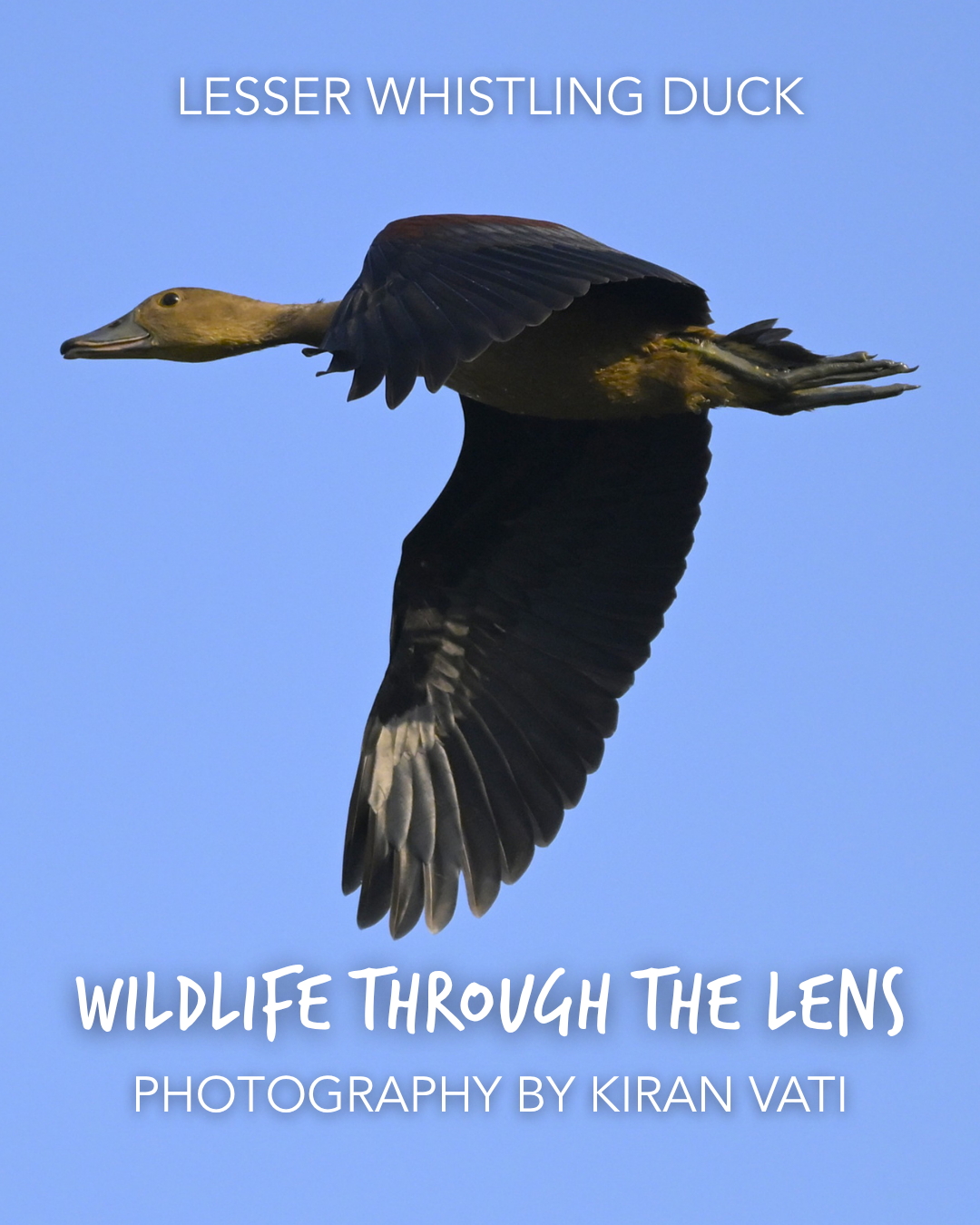 1.KiranVati_LesserWhistlingDuck.png