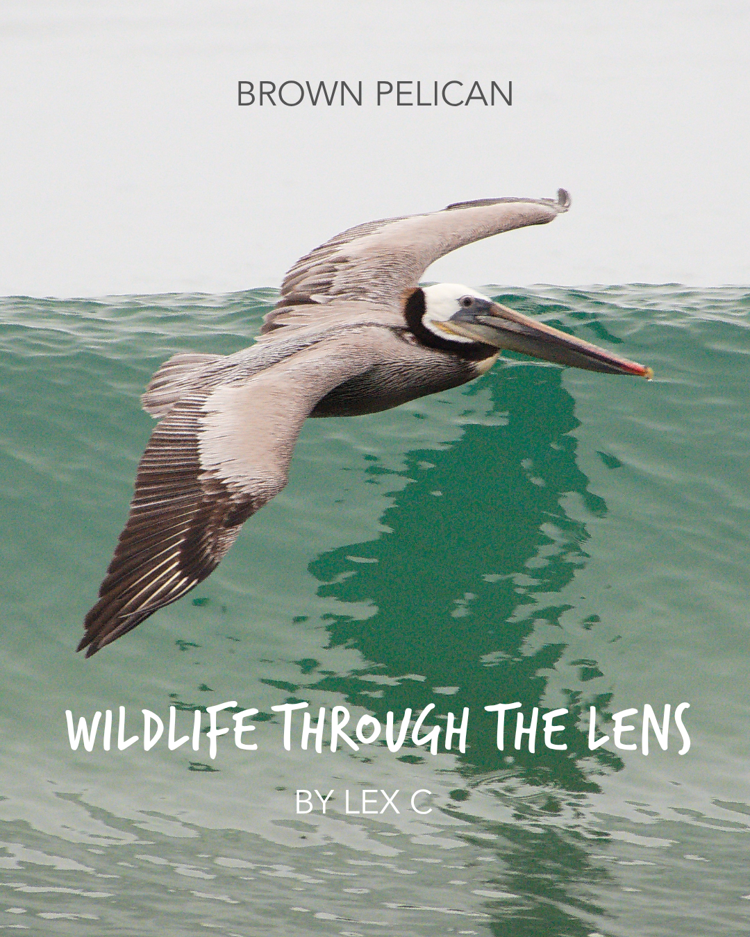 1.LexC_BrownPelican.png