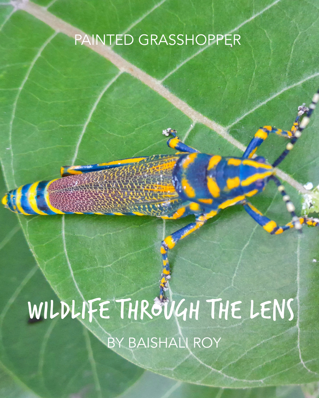 1.Baishali Roy_PaintedGrasshopper.png