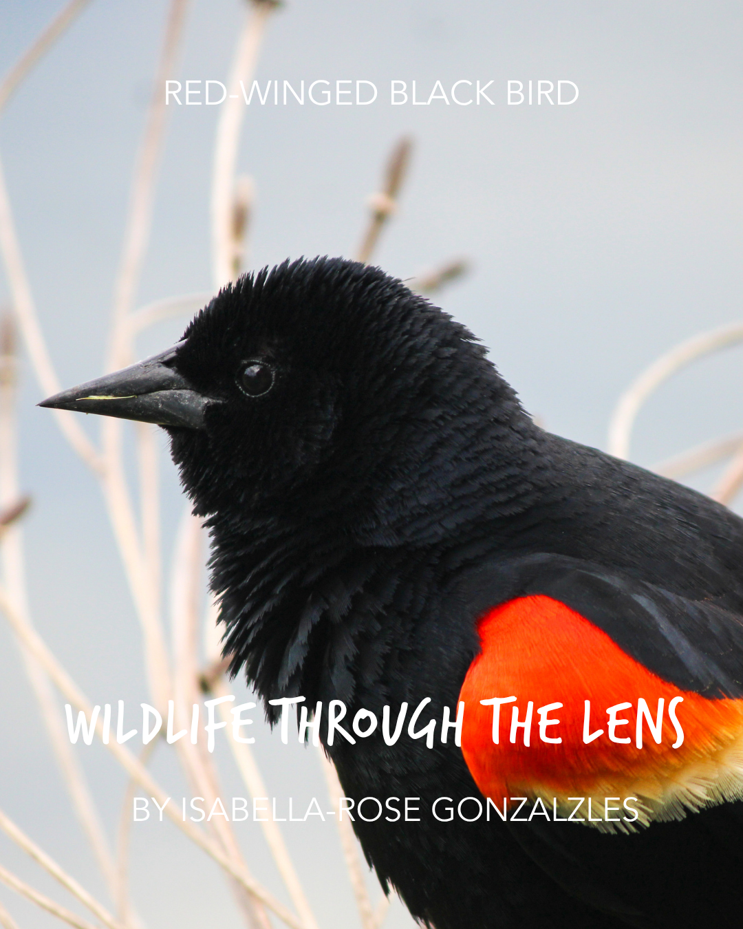 1.Isabella Rose Gonzalez_Red Winged Black Bird.png