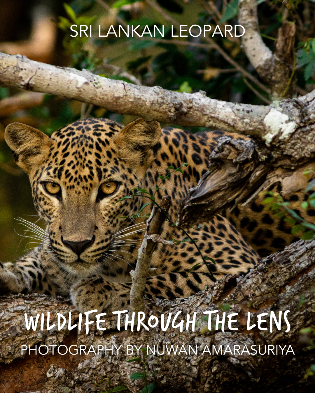 1.Nuwan Amarasuriya_SriLankanLeopard.png
