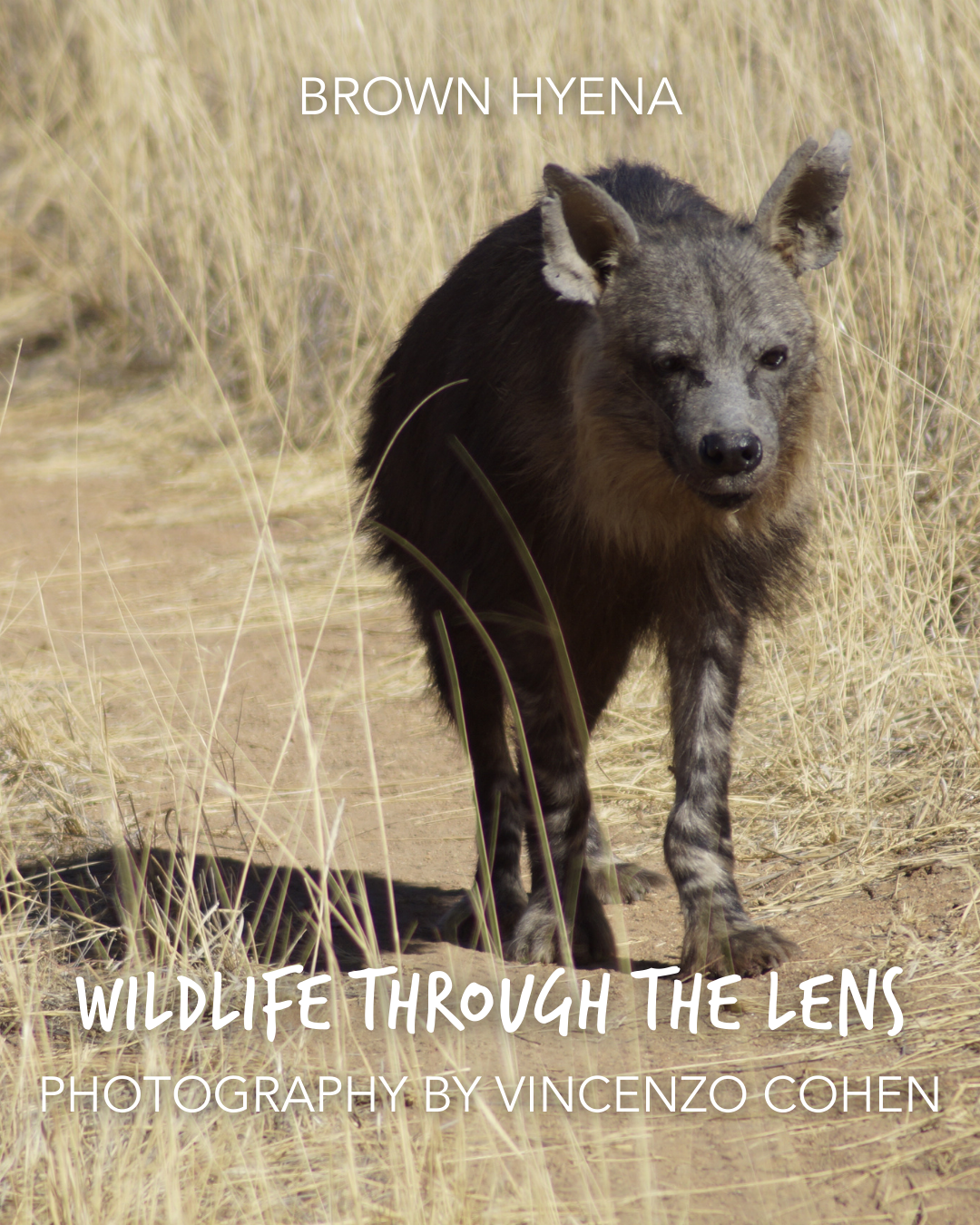 1.VincentCohen_BrownHyena_Wildlifethroughthelens.png